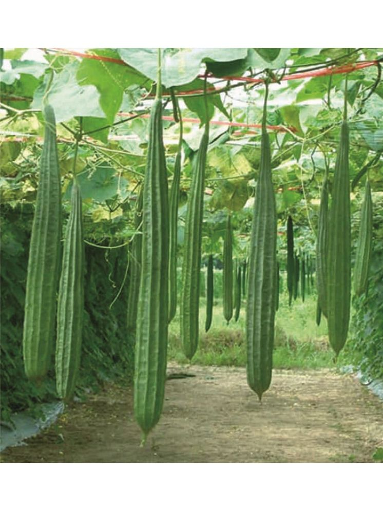     			Vedhahi Ridge Gourd (Toree) Vegetable ( 20 Seeds )