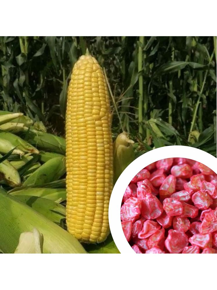     			Vedhahi Sweet Corn Vegetable ( 10 Seeds )