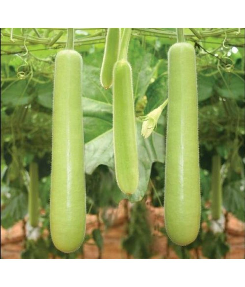     			Vedhahi Organic Bottle Gourd Vegetable ( 10 Seeds )