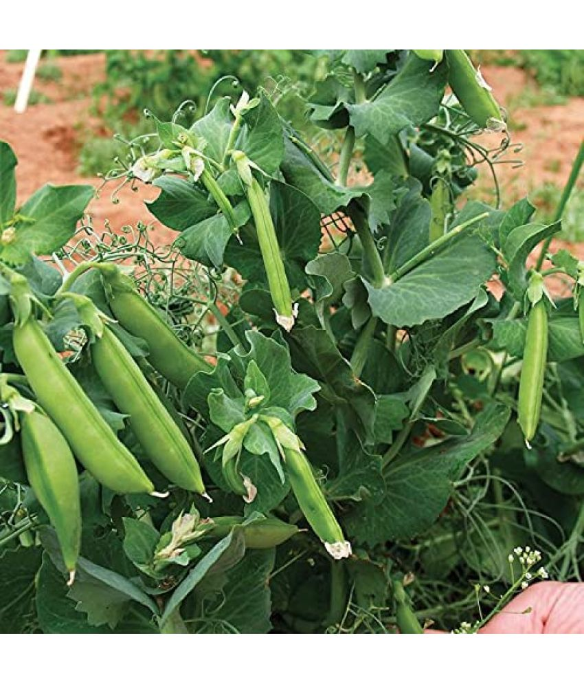     			Vedhahi Peas Vegetable ( 100 Seeds )