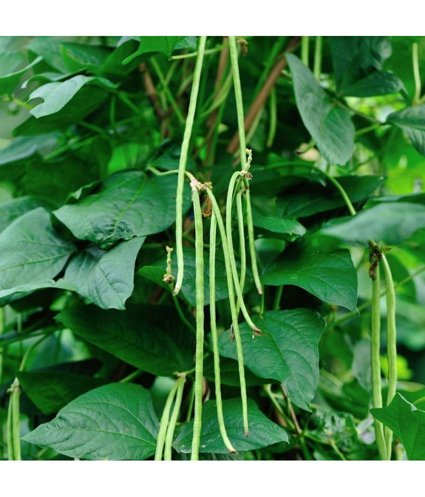     			Jignisha Seeds Lobia Beans Vegetable ( 50 Seeds )