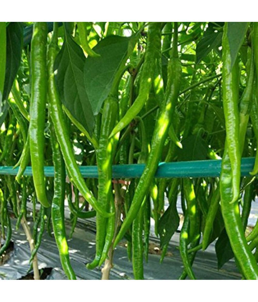     			Jignisha Seeds Long Chilli Vegetable ( 50 Seeds )