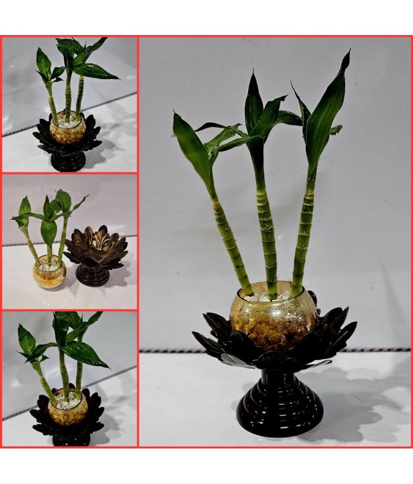     			R.R.V. International Indoor Bamboo Plant ( Pack of 1 )