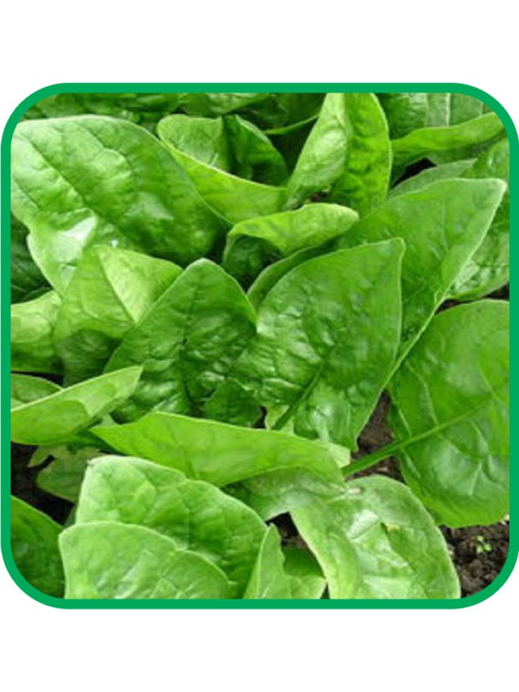     			Aero Seeds Spinach Pack of 500 Seeds