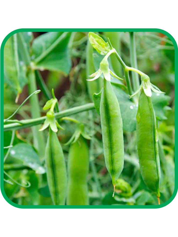     			Aero Seeds Green Peas Pack of 30 Seeds