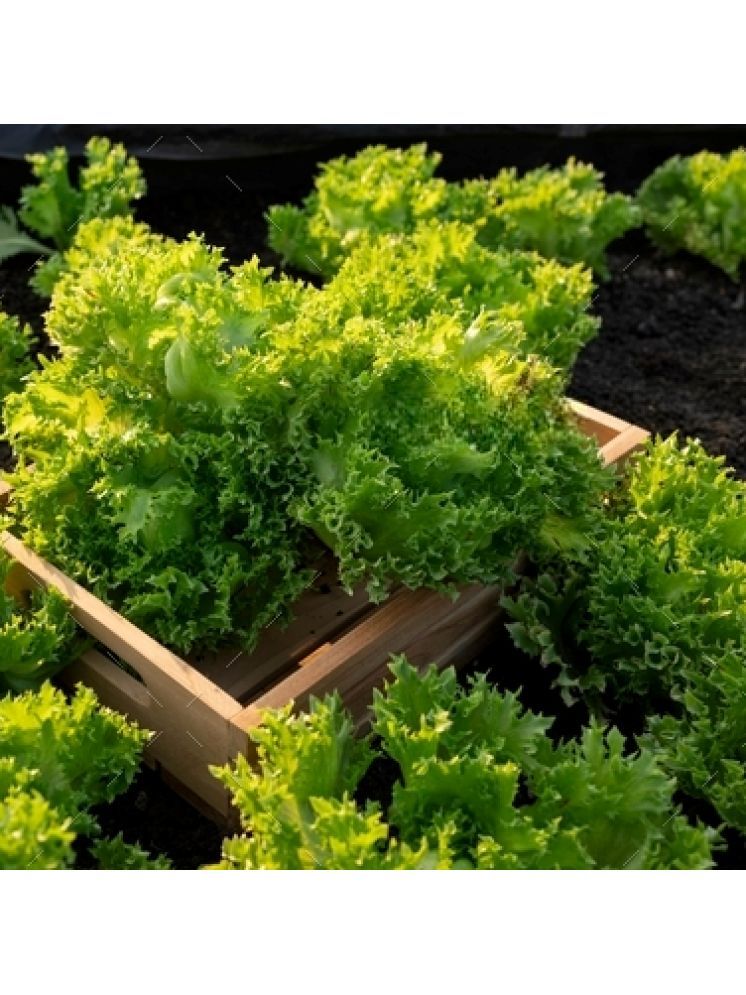     			Jignisha Seeds Green Lettuce Vegetable ( 100 Seeds )