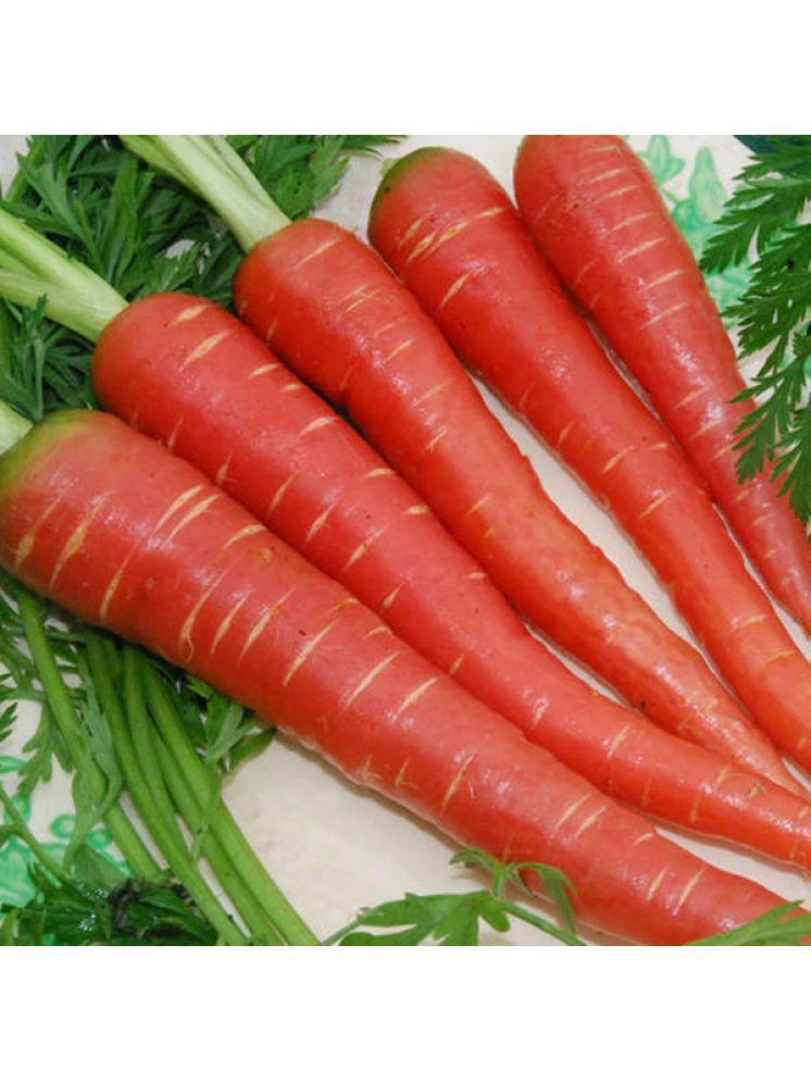     			LiveNature Red Carrot Vegetable ( 1000 Seeds )