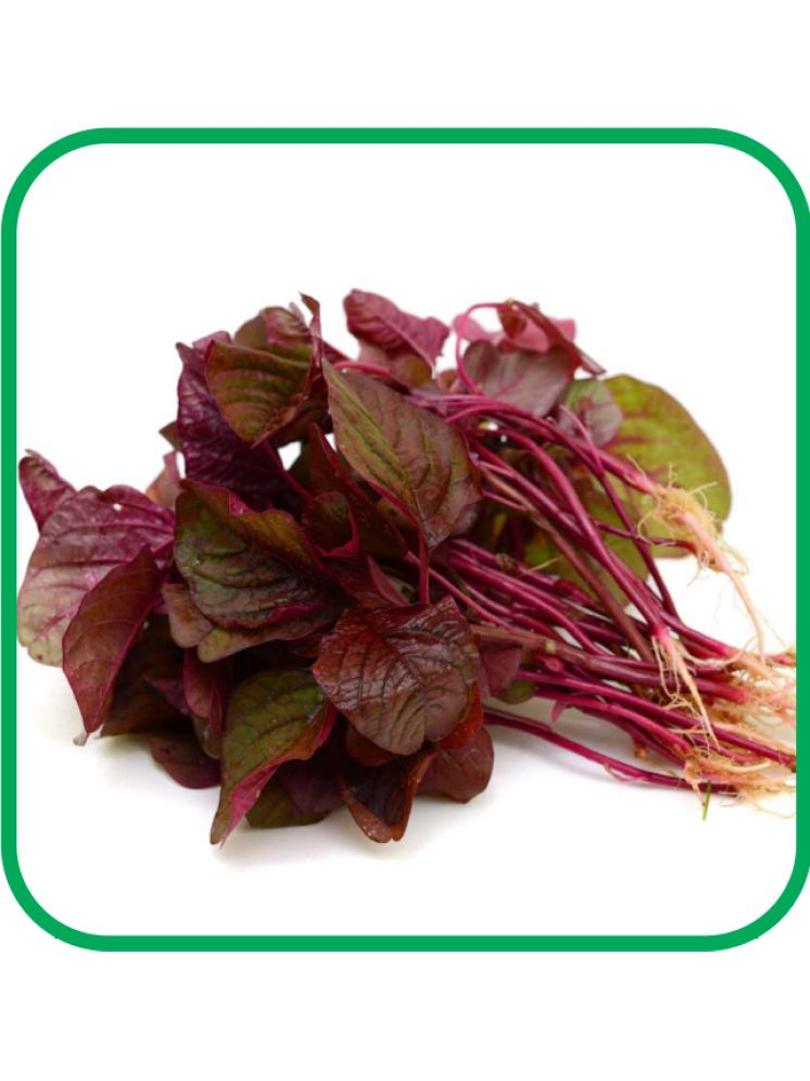     			Aero Seeds Red Amaranthus Pack of 500 Seeds