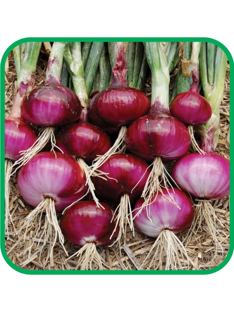     			Aero Seeds Red Onion Pack of 300 Seeds