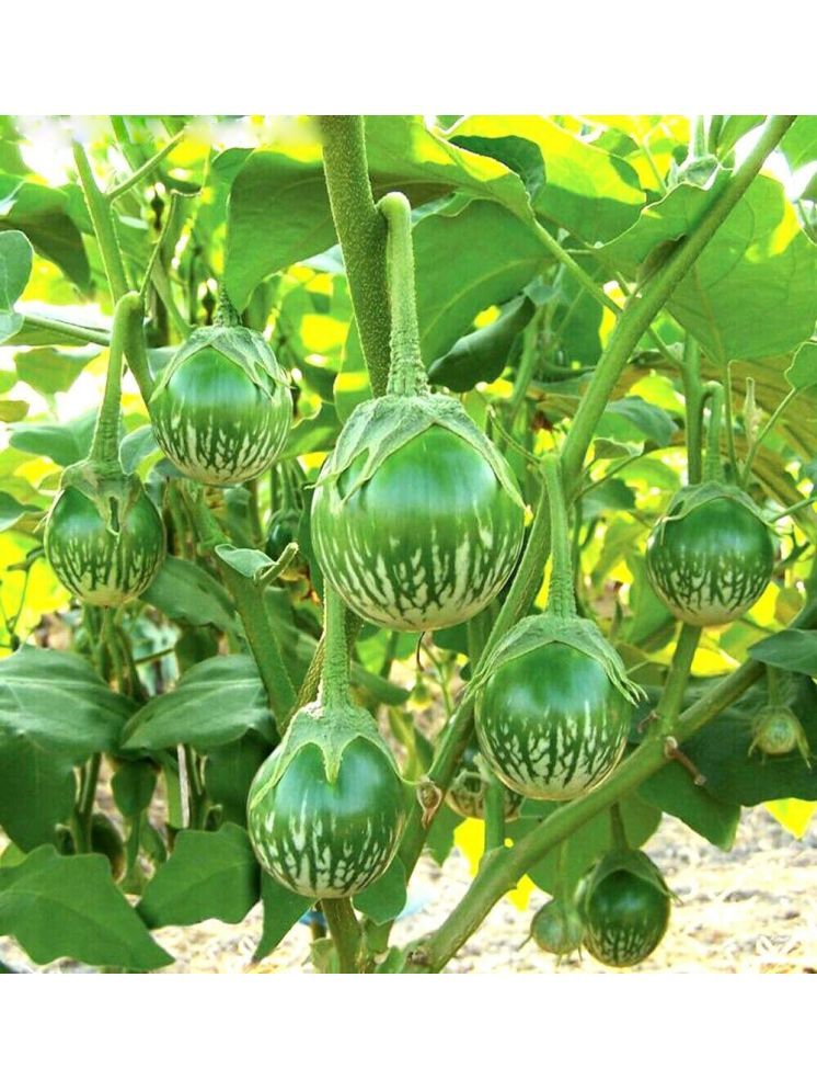     			Jignisha Seeds Green Brinjal Vegetable ( 50 Seeds )