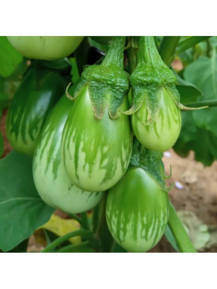     			Jignisha Seeds Green Brinjal Vegetable ( 50 Seeds )