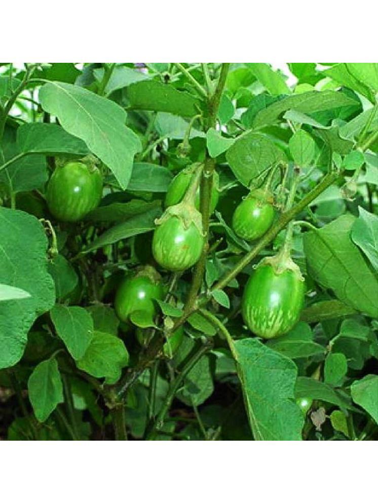     			Jignisha Seeds Hybrid Green Brinjal Vegetable ( 50 Seeds )