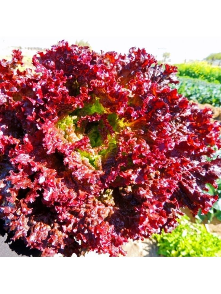     			Jignisha Seeds Hybrid Red Lettuce Vegetable ( 50 Seeds )