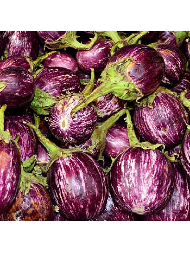     			Jignisha Seeds Kateri Brinjal Vegetable ( 50 Seeds )