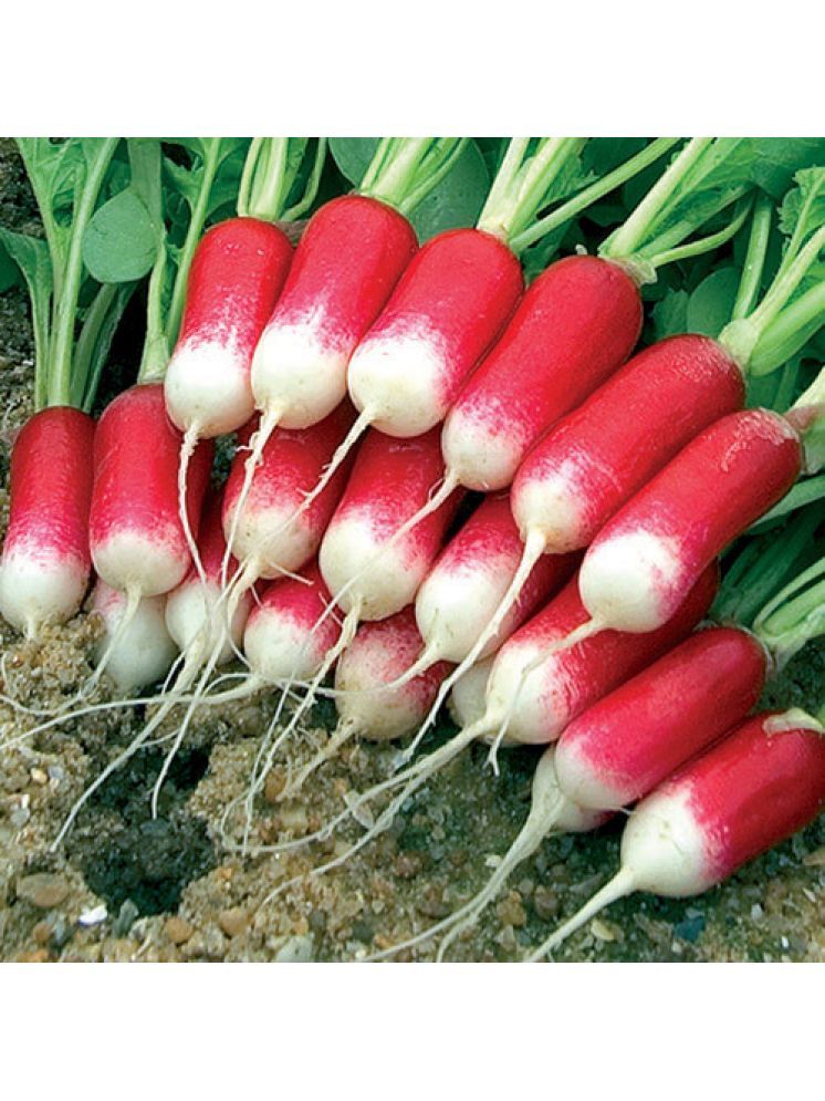     			Jignisha Seeds Red Radish Vegetable ( 50 Seeds )