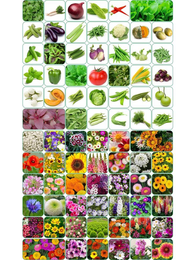     			Aero Seeds Combo Pack Of 40 Varieties Flower Seeds 40 Varieties Vegetable Seeds