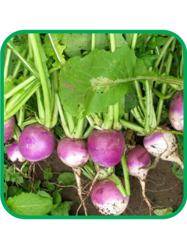     			Aero Seeds Turnip Vegetable ( 100 Seeds )