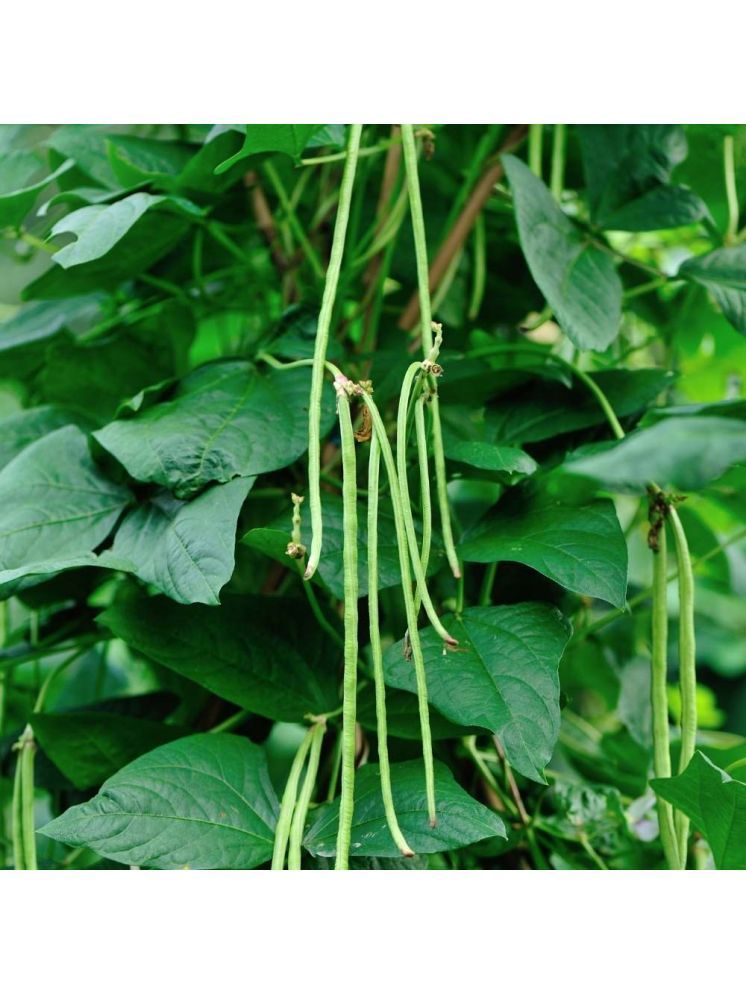     			Jignisha Seeds Organic Black Eyed Pea Vegetable ( 50 Seeds )