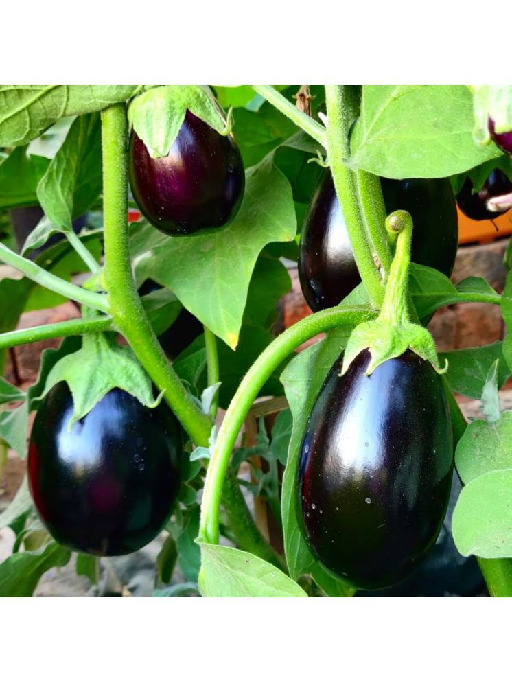     			Jignisha Seeds Hybrid Aubergine Vegetable ( 50 Seeds )