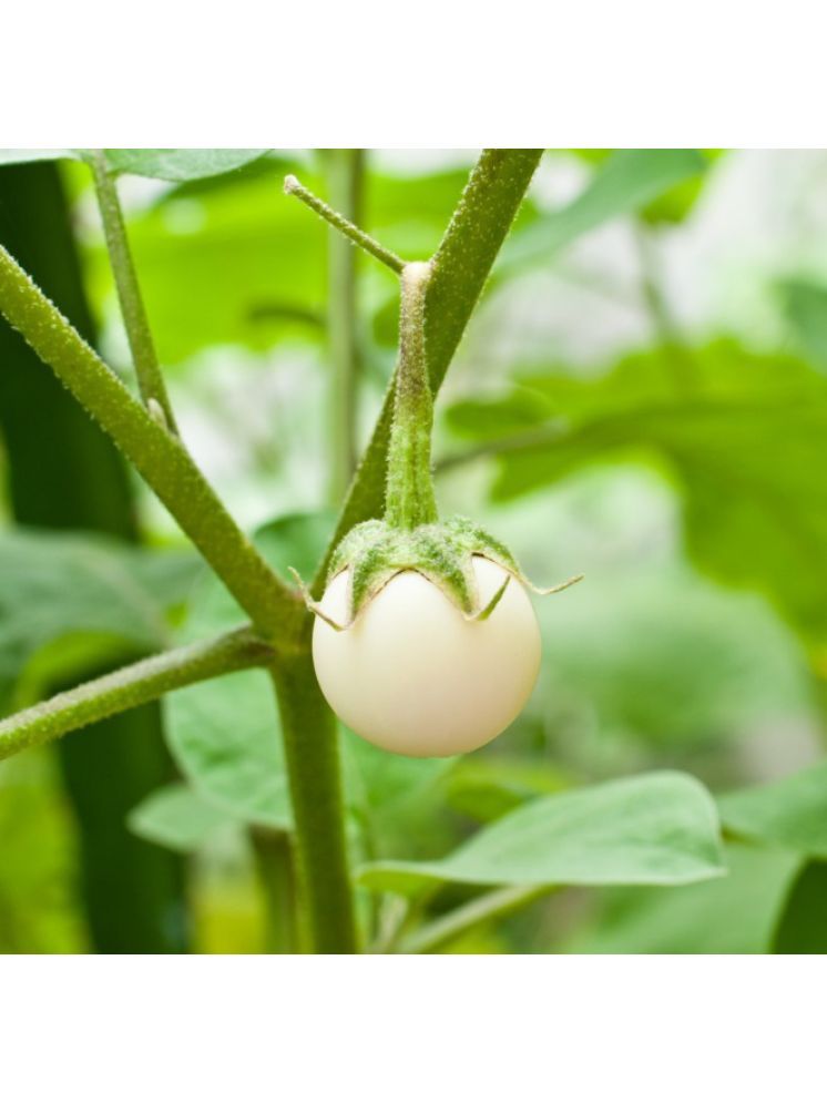     			Jignisha Seeds Hybrid Aubergine Vegetable ( 50 Seeds )