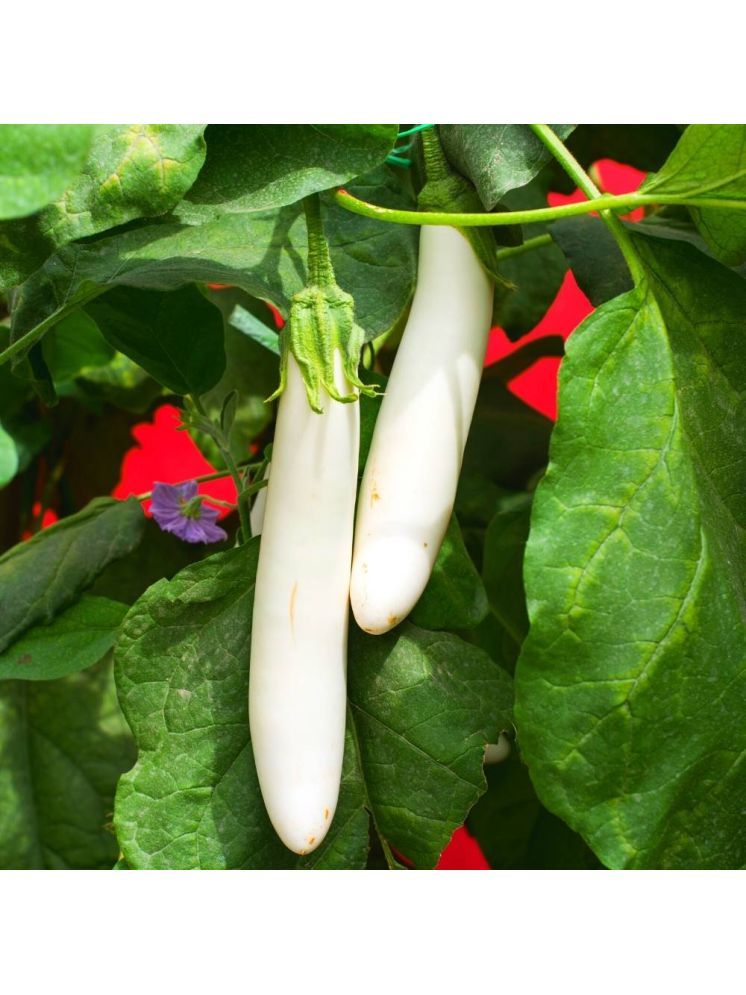     			Jignisha Seeds Organic Aubergine Vegetable ( 50 Seeds )