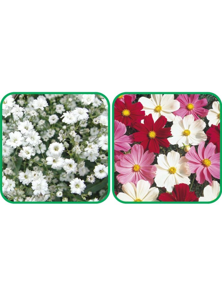     			Aero Seeds Cosmos Mix Color (50 Seeds) And Gypsophila elegans White (50 Seeds) Flower Seeds Pack