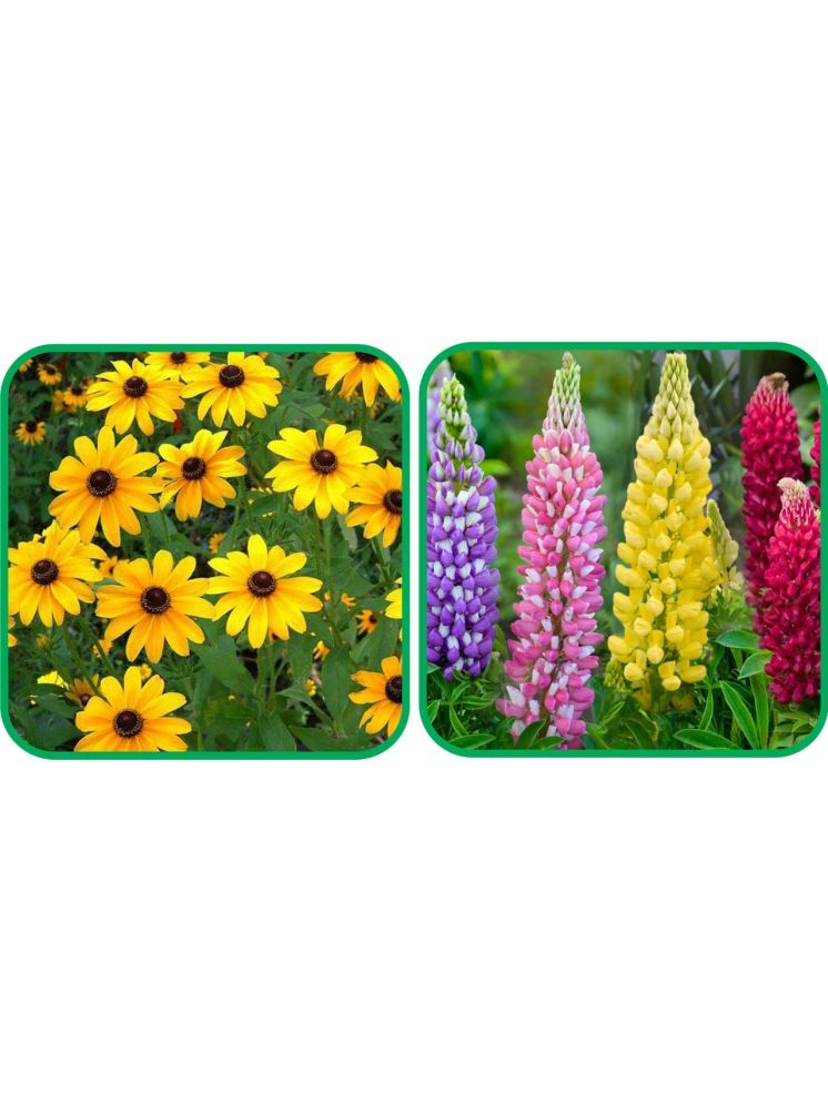     			Aero Seeds Lupin Mix Color (50 Seeds) And Sunflower Miniature (50 Seeds) Flower Seeds Pack