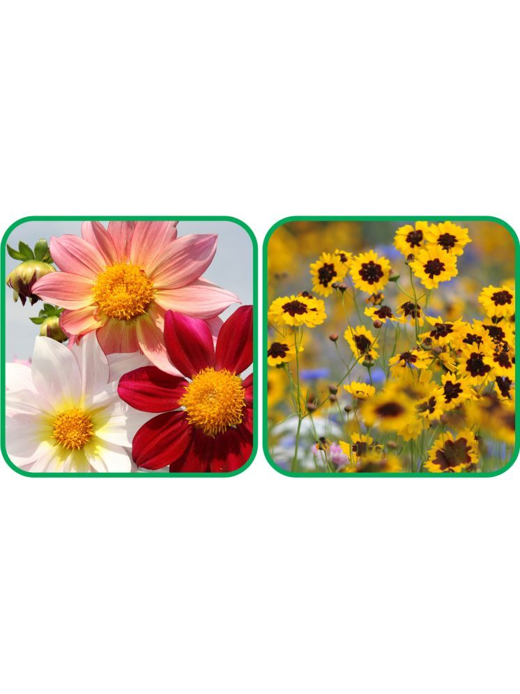     			Aero Seeds Calliopsis (Tinctoria) Mix Color (50 Seeds) And Dahlia Top Star Mix Color (50 Seeds) Flower Seeds Pack