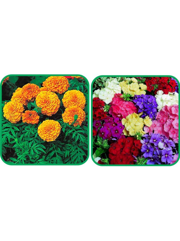     			Aero Seeds Philox Mix Color (50 Seeds) And African Marigold Mix Color (50 Seeds) Flower Seeds Pack