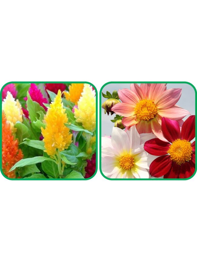     			Aero Seeds Dahlia Top Star Mix Color (50 Seeds) And Closia Pulmosa Mix Color (50 Seeds) Flower Seeds Pack