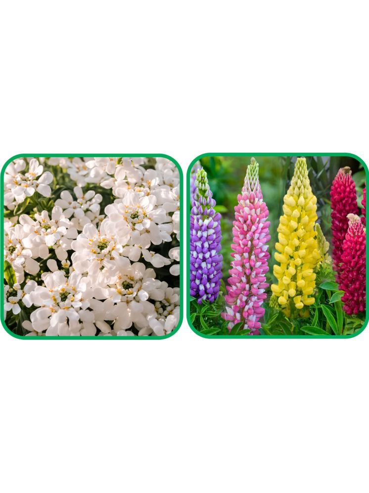     			Aero Seeds Lupin Mix Color (50 Seeds) And Candytuft Mix Color (50 Seeds) Flower Seeds Pack