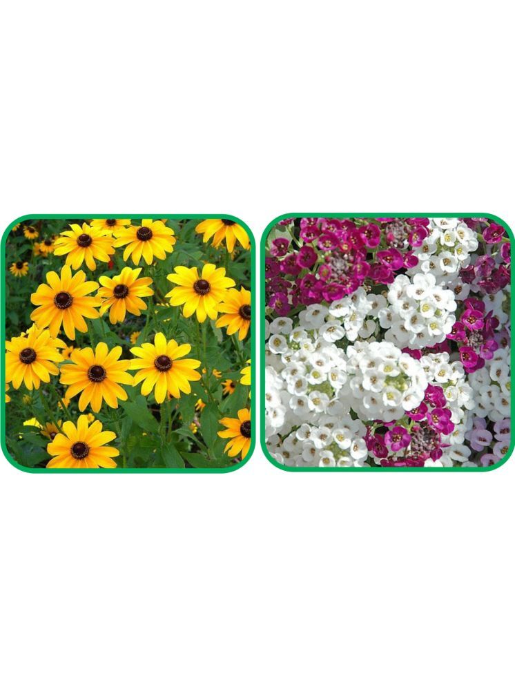     			Aero Seeds Alyssum Mix Color (50 Seeds) And Sunflower Miniature (50 Seeds) Flower Seeds Pack