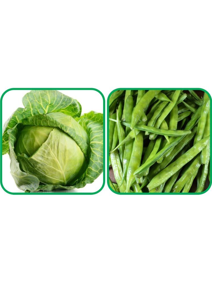     			Aero Seeds Cluster Beans ( 50 Seeds) And Cabbage ( 50 Seeds) Vegetable Seeds Pack