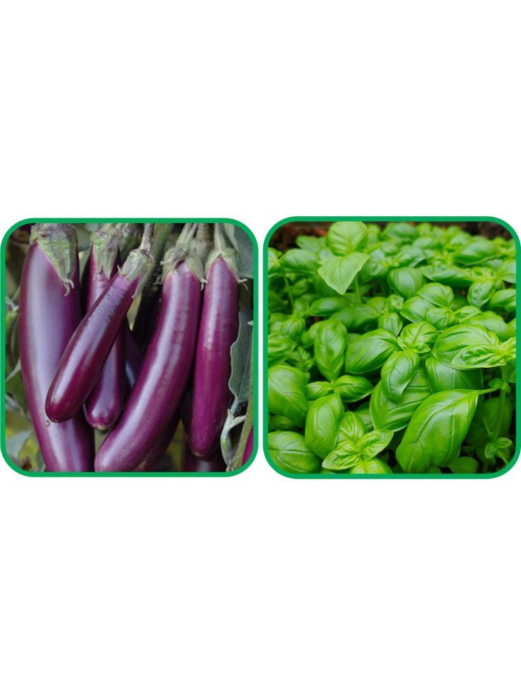     			Aero Seeds Basil Green ( 100 Seeds) And Brinjal Purple Long (30 Seeds) Vegetable Seeds Pack