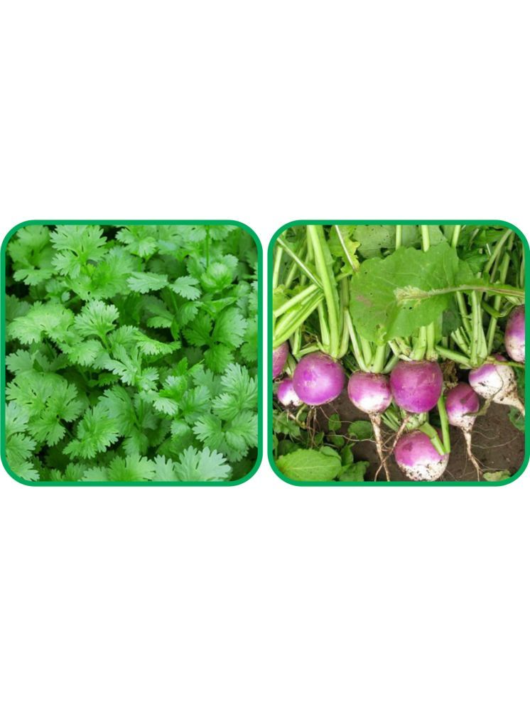     			Aero Seeds Turnip ( 100 Seeds) And Coriander (200 Seeds) Vegetable Seeds Pack