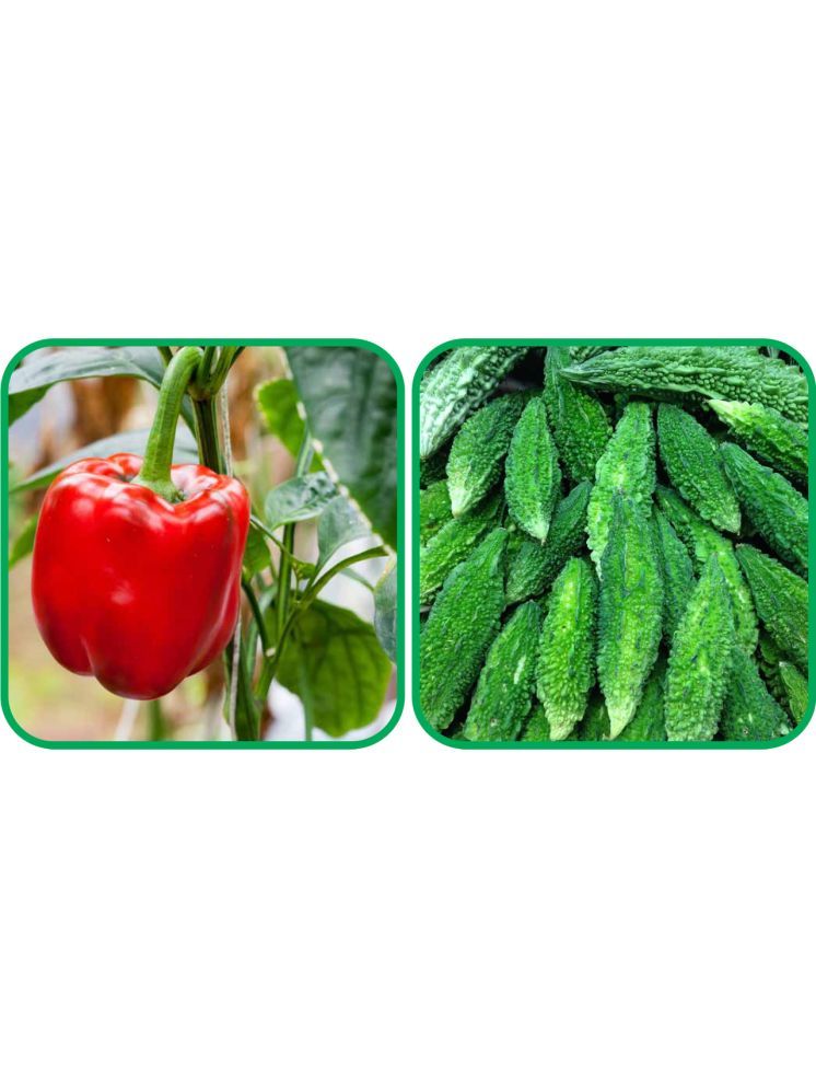     			Aero Seeds Bitter Gourd ( 30 Seeds) And Capsicum Red ( 30 Seeds) Vegetable Seeds Pack