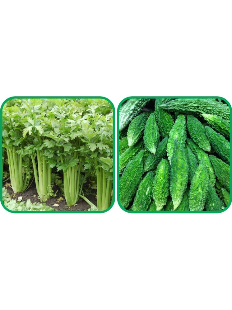     			Aero Seeds Bitter Gourd ( 30 Seeds) And Celery ( 100 Seeds) Vegetable Seeds Pack