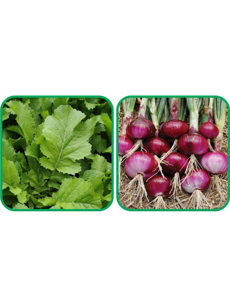     			Aero Seeds Red Onion ( 200 Seeds) And Mustard (200 Seeds) Vegetable Seeds Pack