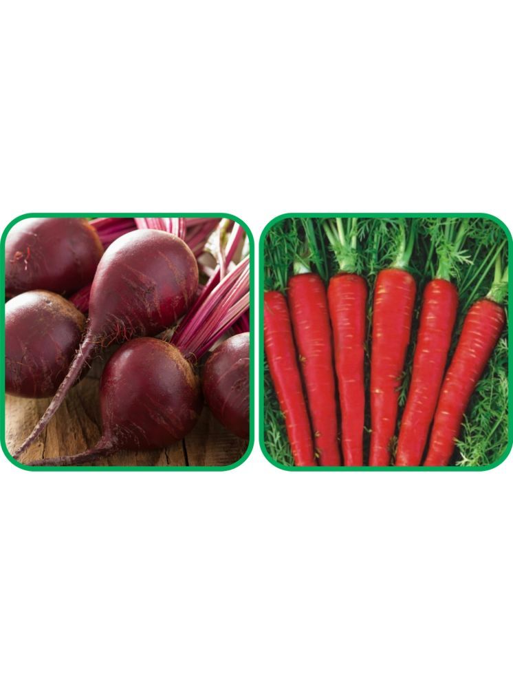     			Aero Seeds Red Carrot ( 200 Seeds) And Beetroot ( 100 Seeds) Vegetable Seeds Pack