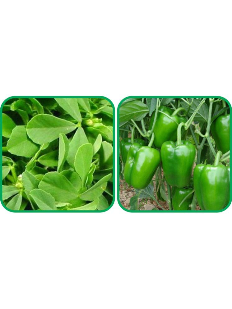     			Aero Seeds Capsicum ( 30 Seeds) And Fenugreek (200 Seeds) Vegetable Seeds Pack