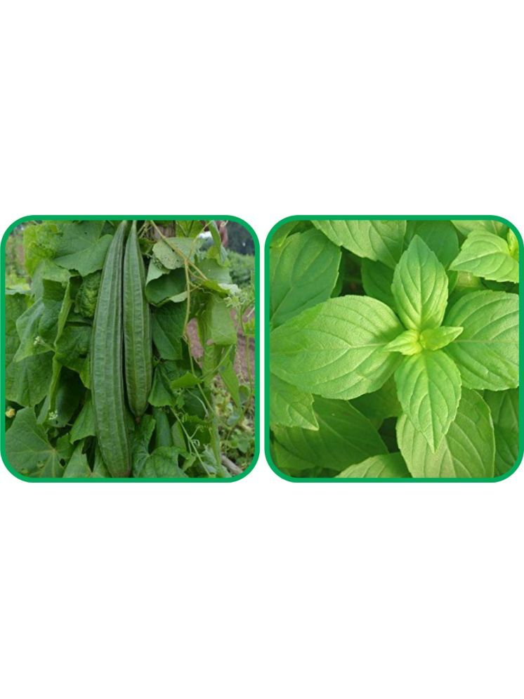     			Aero Seeds Lemon Basil ( 100 Seeds) And Ridge Gourd (30 Seeds) Vegetable Seeds Pack