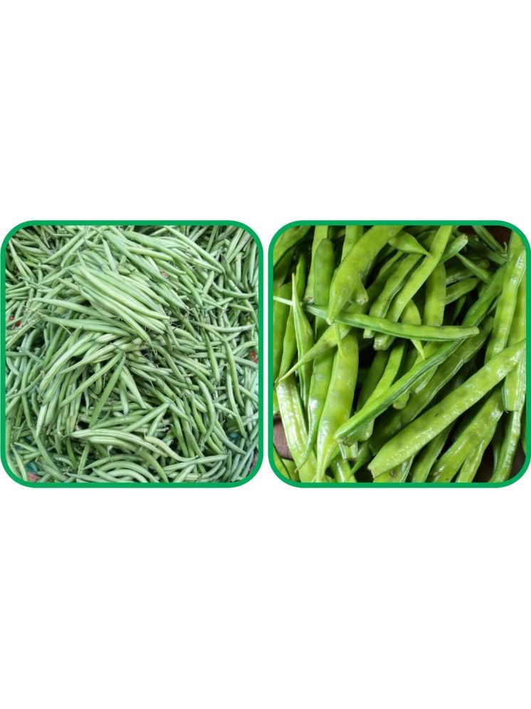     			Aero Seeds Cluster Beans ( 50 Seeds) And French Beans ( 30 Seeds) Vegetable Seeds Pack