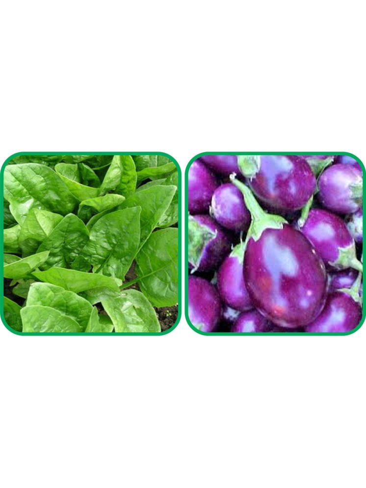     			Aero Seeds Brinjal Purple Round ( 30 Seeds) And Spinach (200 Seeds) Vegetable Seeds Pack