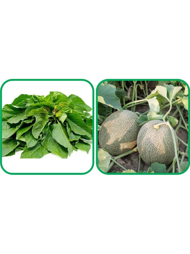     			Aero Seeds Muskmelon ( 30 Seeds) And Green Amaranth ( 200 Seeds) Vegetable Seeds Pack