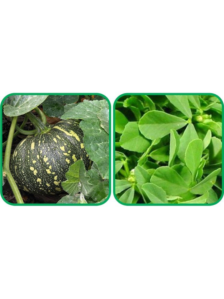     			Aero Seeds Fenugreek (200 Seeds) And Pumpkin ( 30 Seeds) Vegetable Seeds Pack