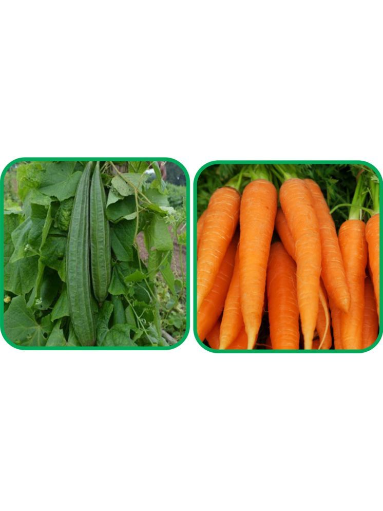     			Aero Seeds English Carrot ( 100 Seeds) And Ridge Gourd (30 Seeds) Vegetable Seeds Pack