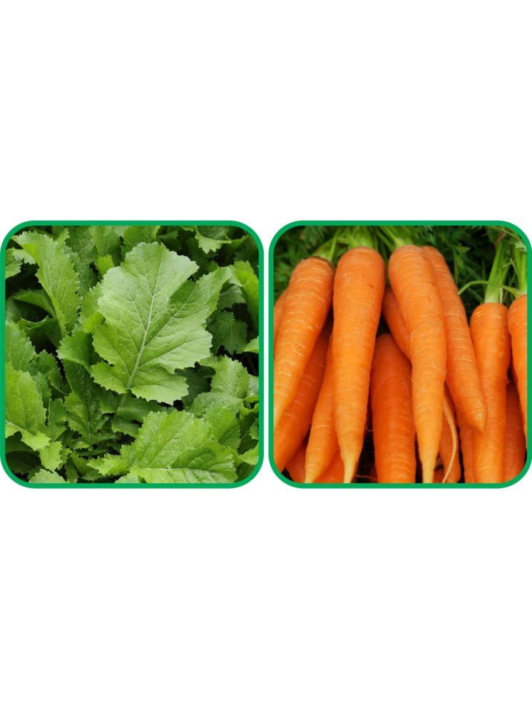     			Aero Seeds English Carrot ( 100 Seeds) And Mustard (200 Seeds) Vegetable Seeds Pack