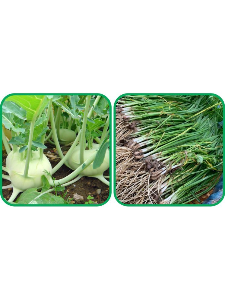     			Aero Seeds Garlic Chives ( 50 Seeds) And Knol Khol ( 50 Seeds) Vegetable Seeds Pack