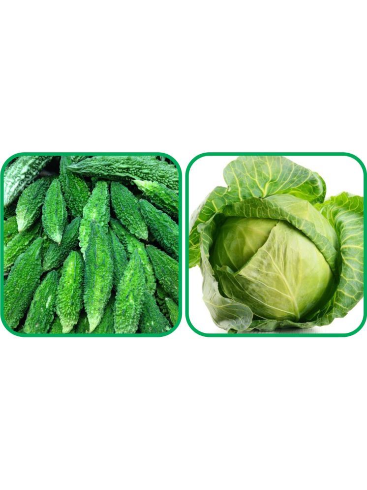     			Aero Seeds Cabbage ( 50 Seeds) And Bitter Gourd ( 30 Seeds) Vegetable Seeds Pack