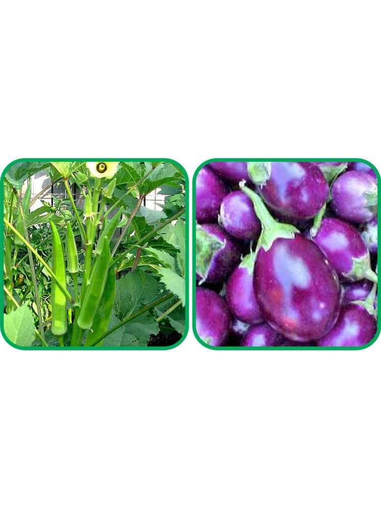     			Aero Seeds Brinjal Purple Round ( 30 Seeds) And Lady Finger ( 30 Seeds) Vegetable Seeds Pack